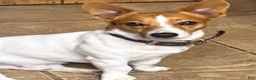 Jack Russell Terrier dogs for sale: Jack Russell Terrier 4 - Ad 8