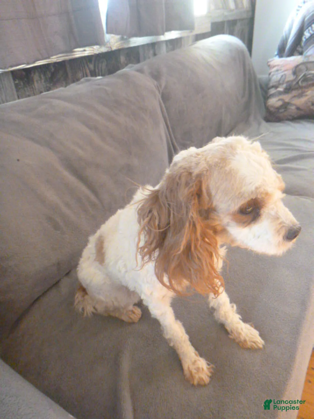 Cavapoo dogs for sale: Pollyanna [Rescue] - Ad 4