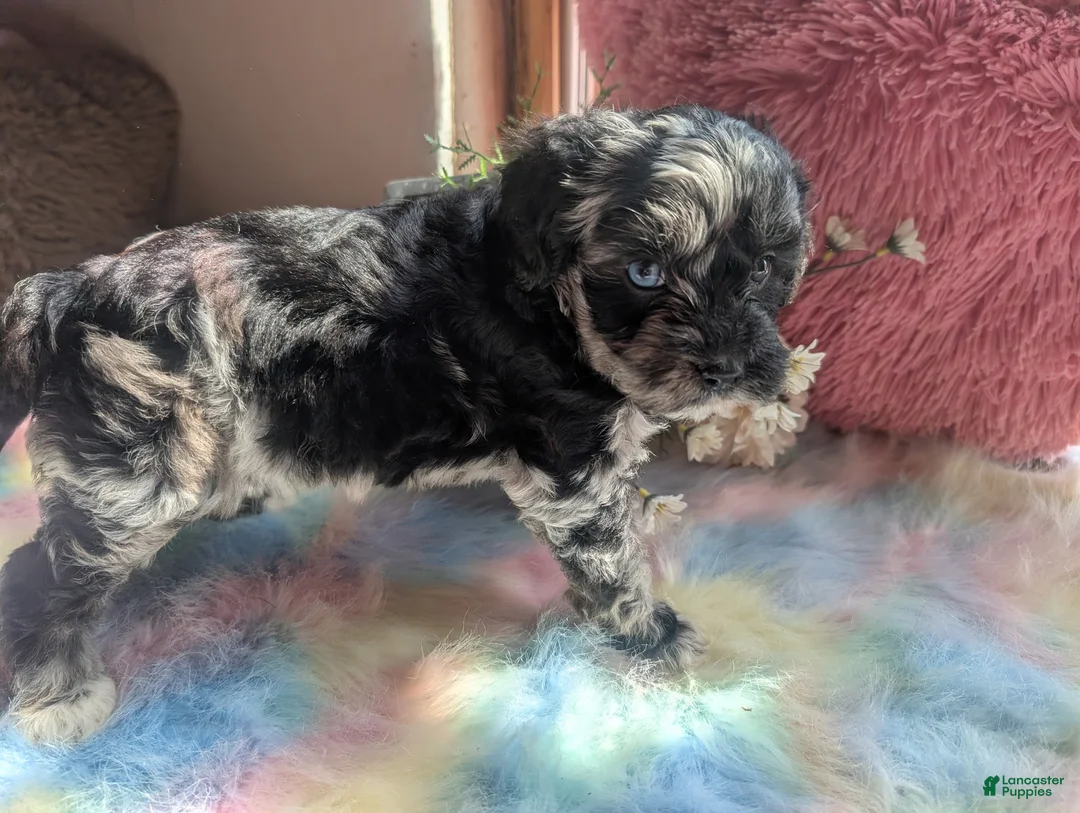 Labradoodle dogs for sale: Labradoodle 5 - Ad 2