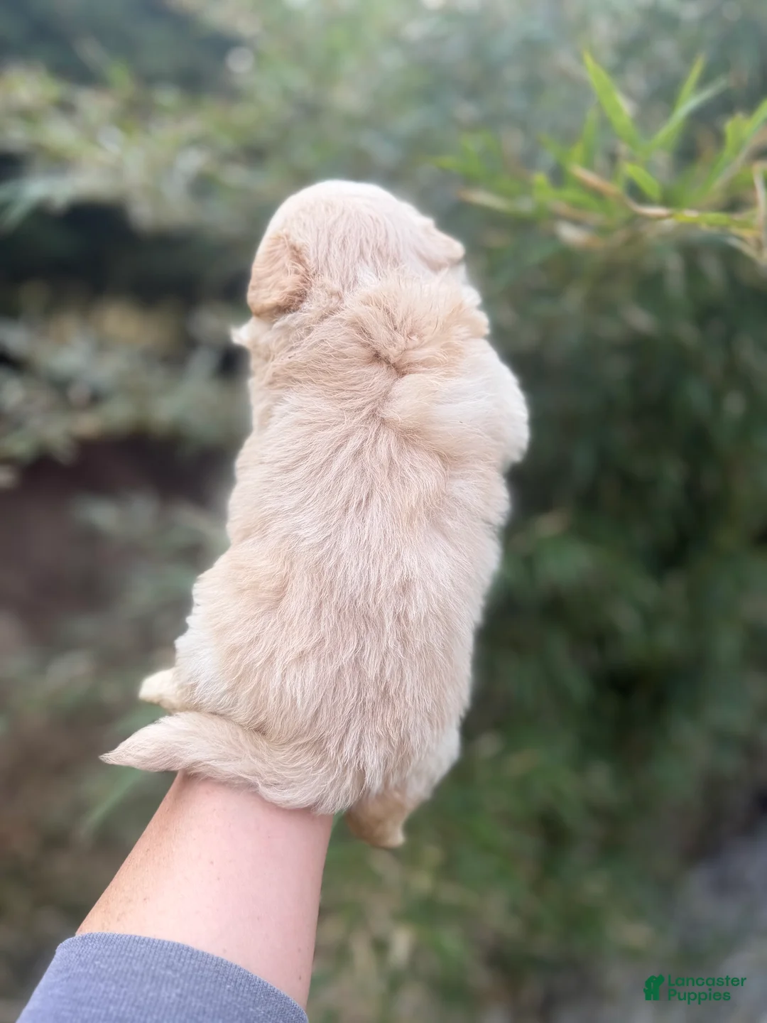 Pomapoo dogs for sale: Tyler  - Ad 4