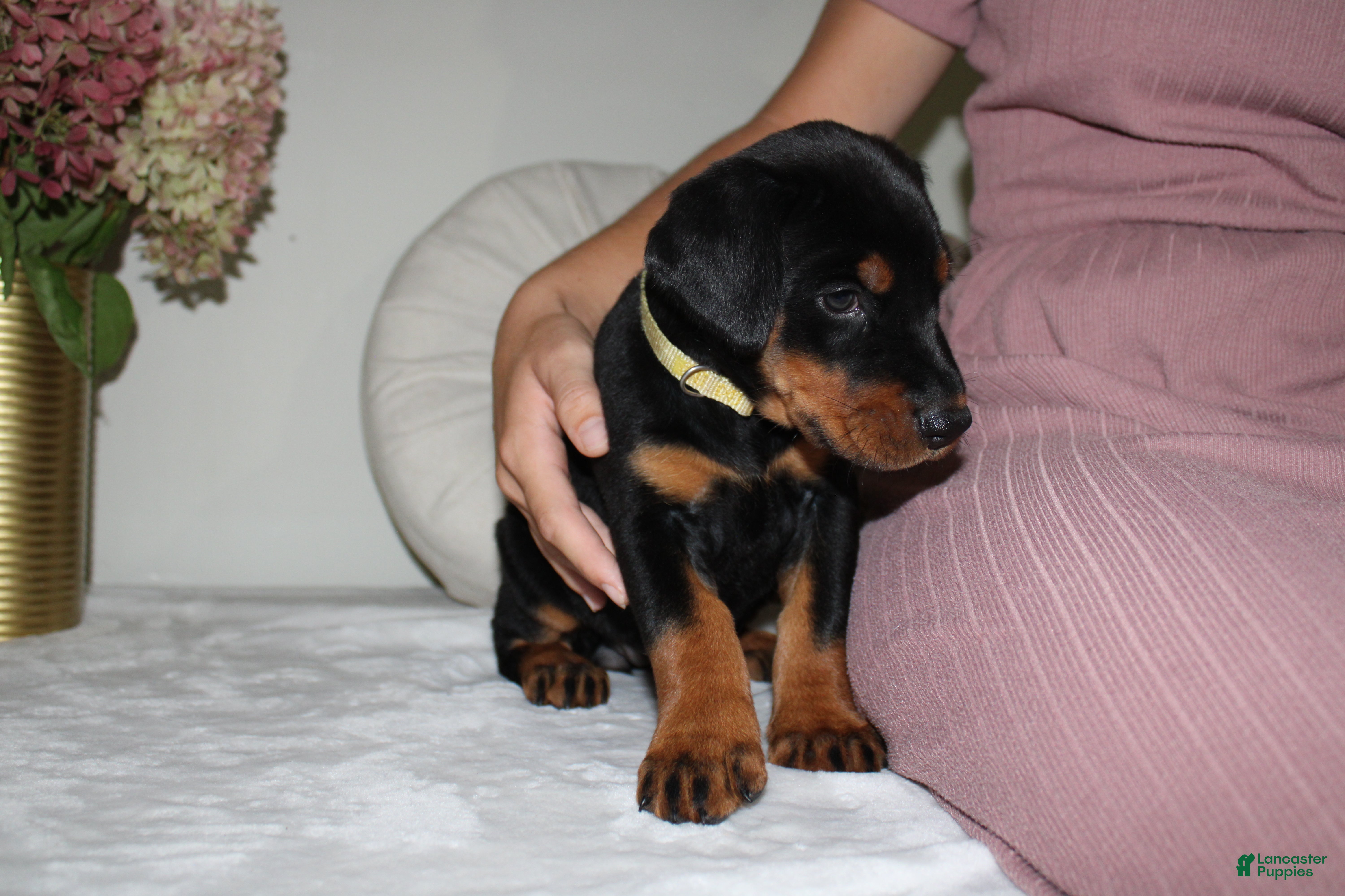 Doberman Pinscher dogs Willow - Ad 2