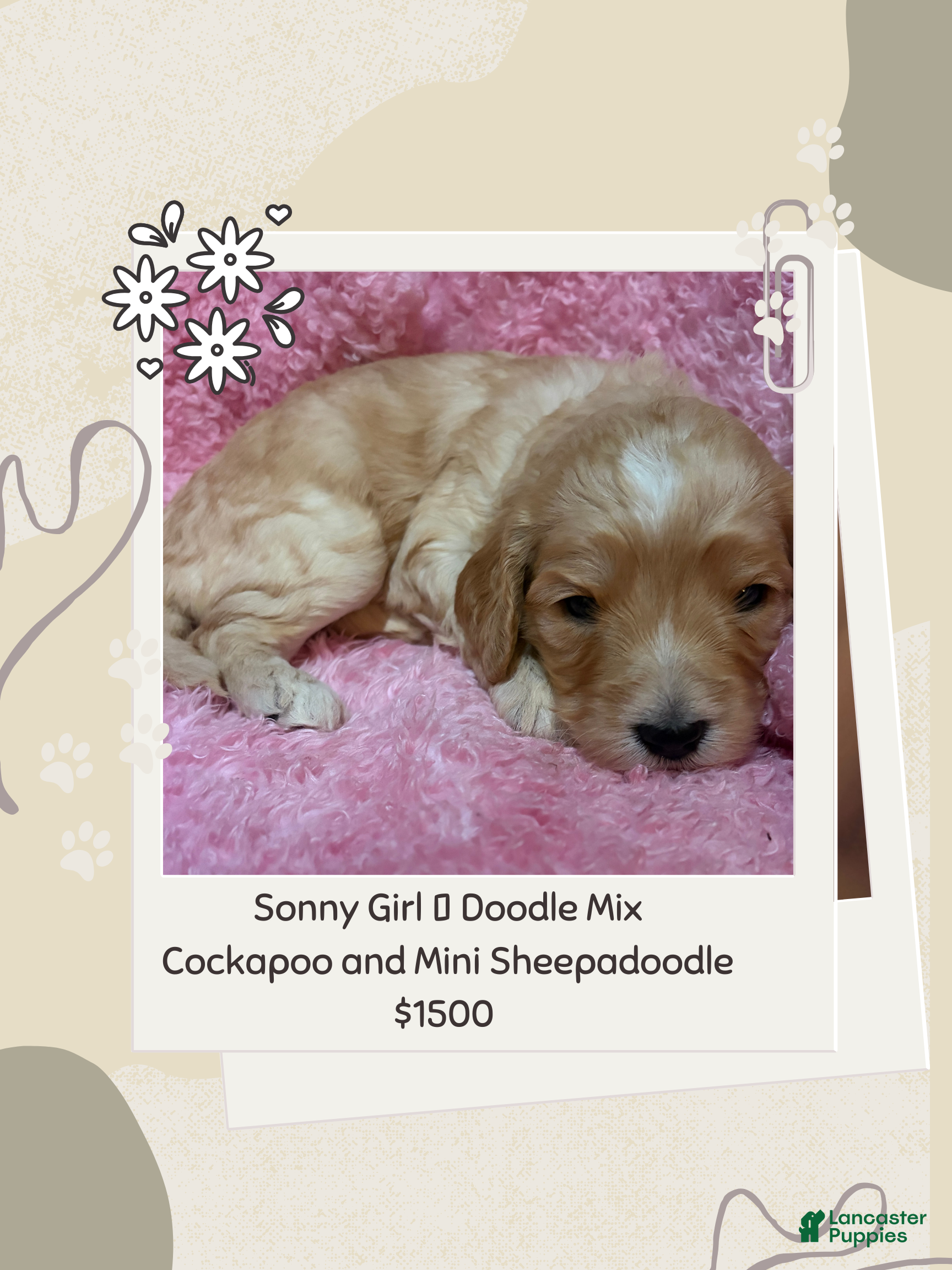Mixed Breed dogs Sonny - Ad 31