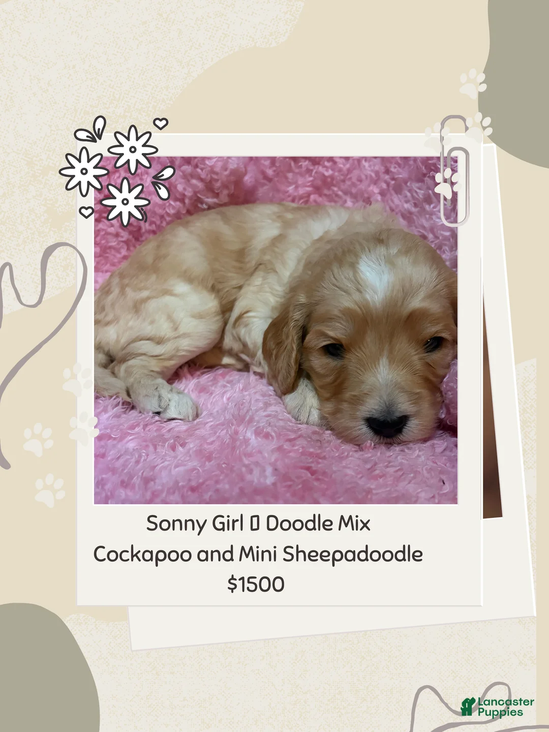 Mixed Breed dogs for sale: Sonny - Ad 1