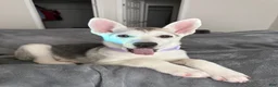 Gerberian Shepsky dogs for sale: Gerberian Shepsky 1 - Ad 4