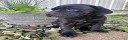 Cane Corso dogs for sale: Janelle - Ad 11