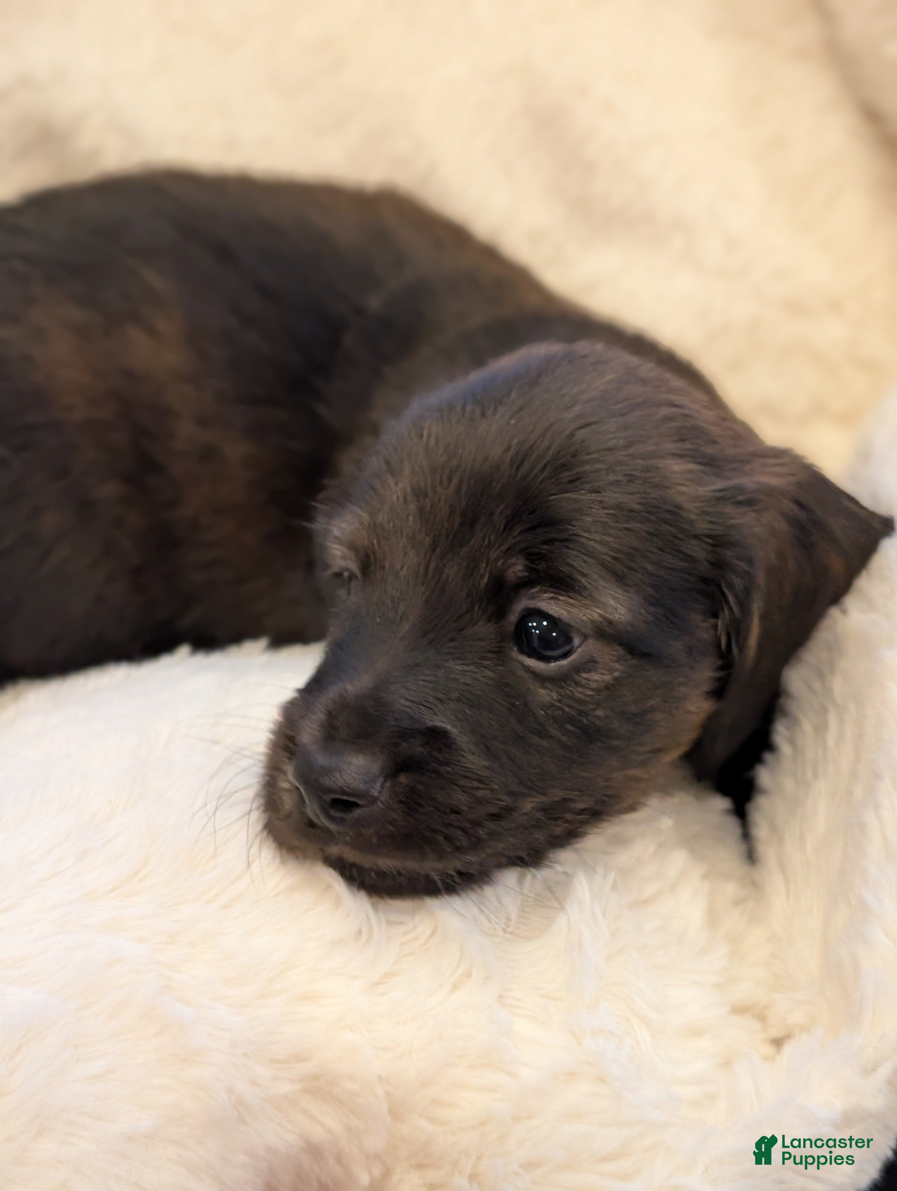 Miniature Dachshund dogs Po - Ad 2