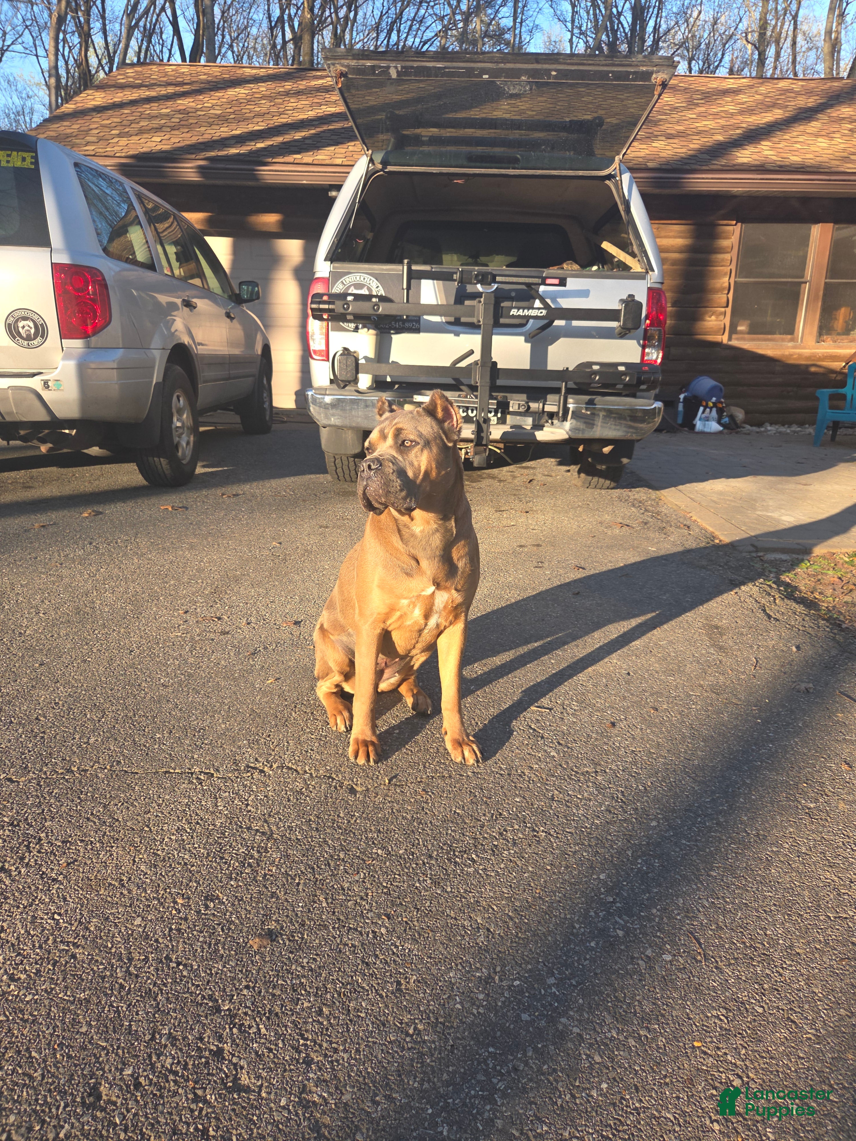 Cane Corso dogs Doja - Ad 2