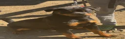 Rottweiler dogs for stud: DRONIQ - DONEY UNO - Ad 3