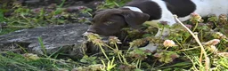 German Shorthaired Pointer dogs for sale: Brinley - Ad 6