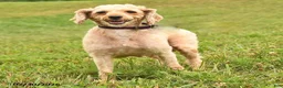 Miniature Poodle dogs for sale: Quintana - Ad 6