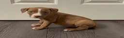 American Bully dogs for sale: American Bully 3 - Ad 2