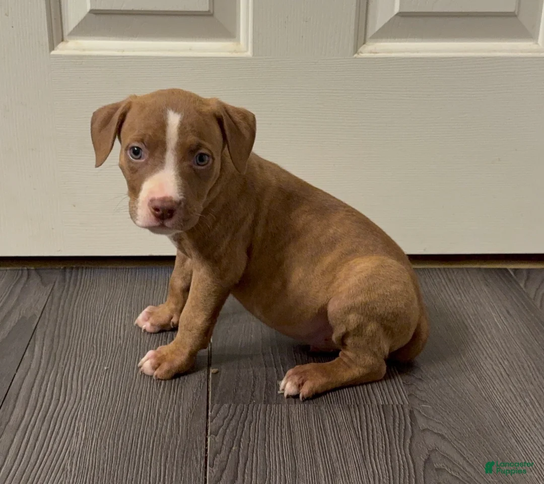American Bully dogs for sale: American Bully 3 - Ad 2