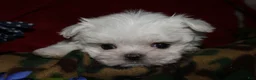 Maltese dogs for sale: Noah - Ad 3