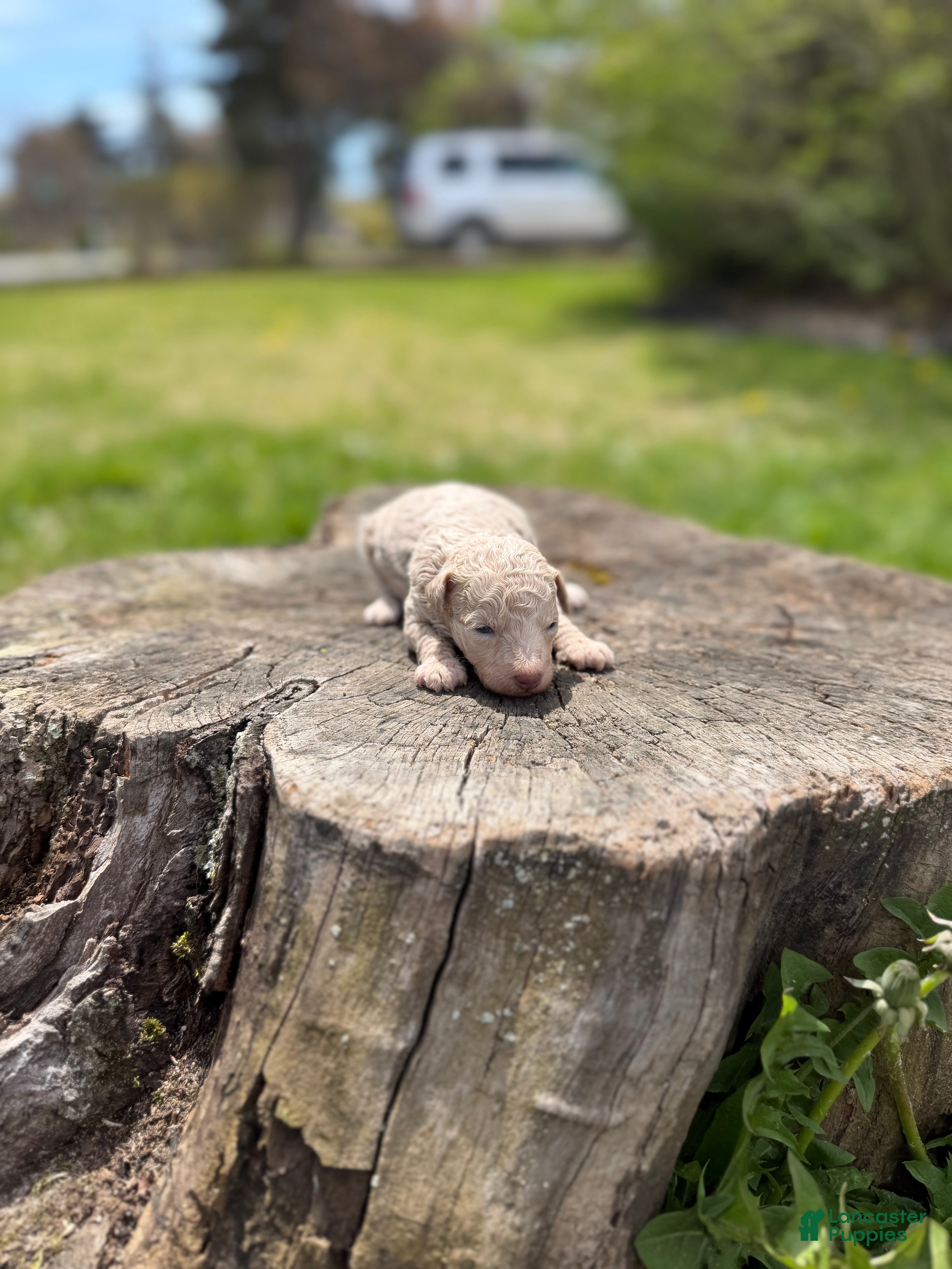 Toy Poodle dogs Coral - Ad 2