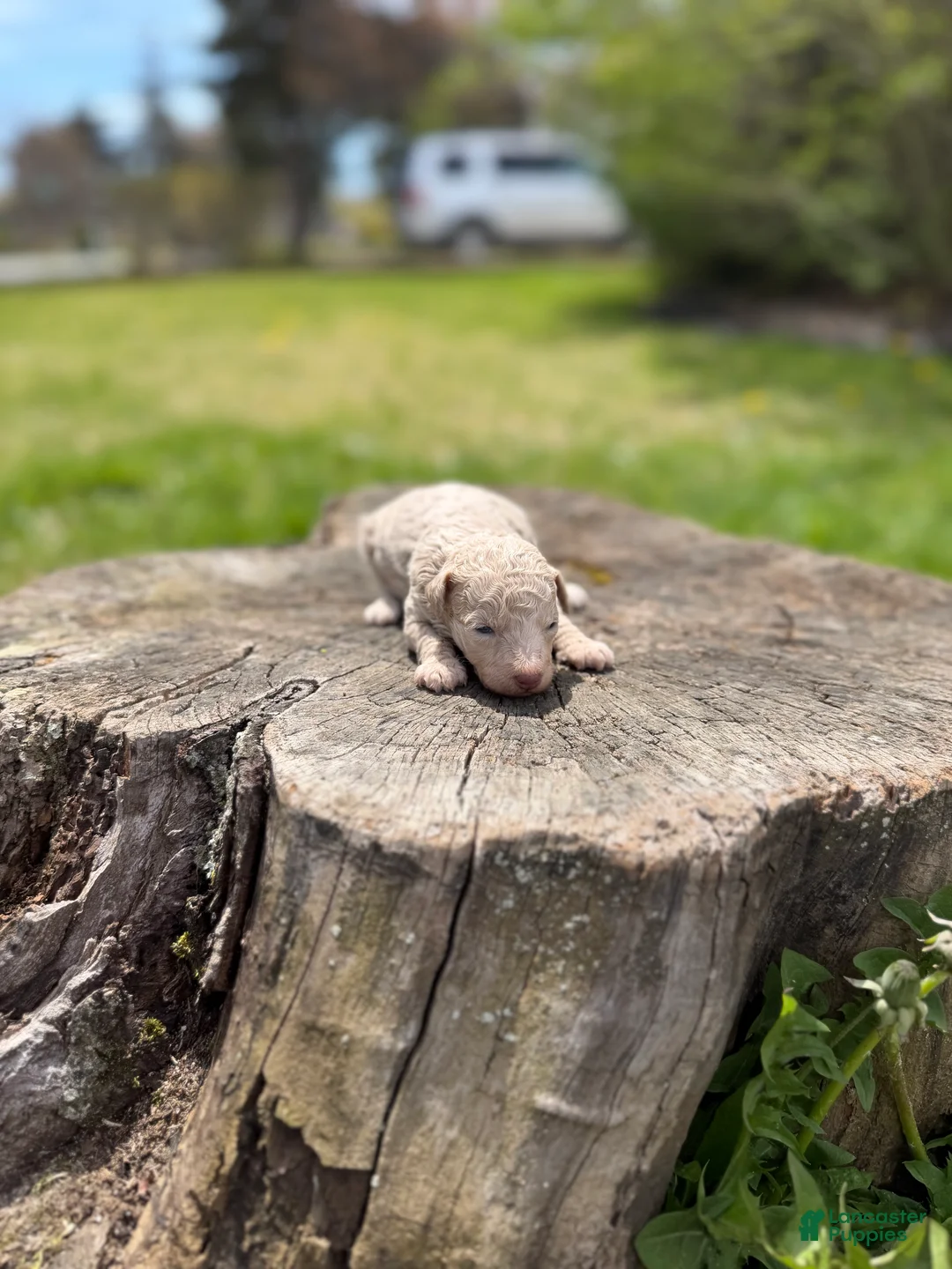 Toy Poodle dogs for sale: Coral - Ad 2