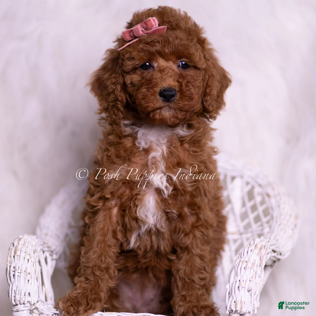 Toy Poodle dogs for sale: Stasha - Ad 5