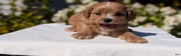 Cavapoo dogs for sale: Ozzy - Ad 4