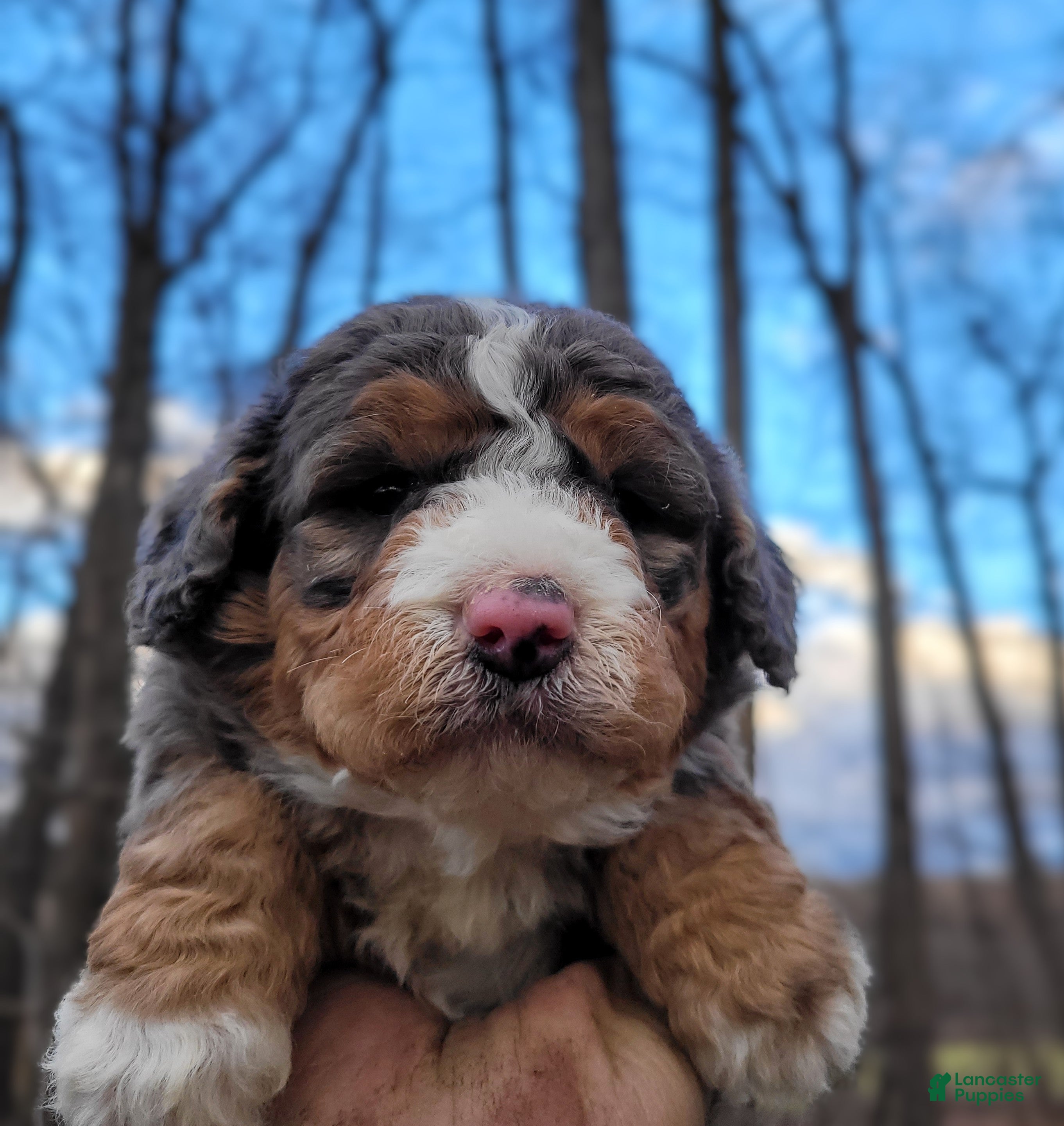 Mini Bernedoodle dogs Milo - Ad 1