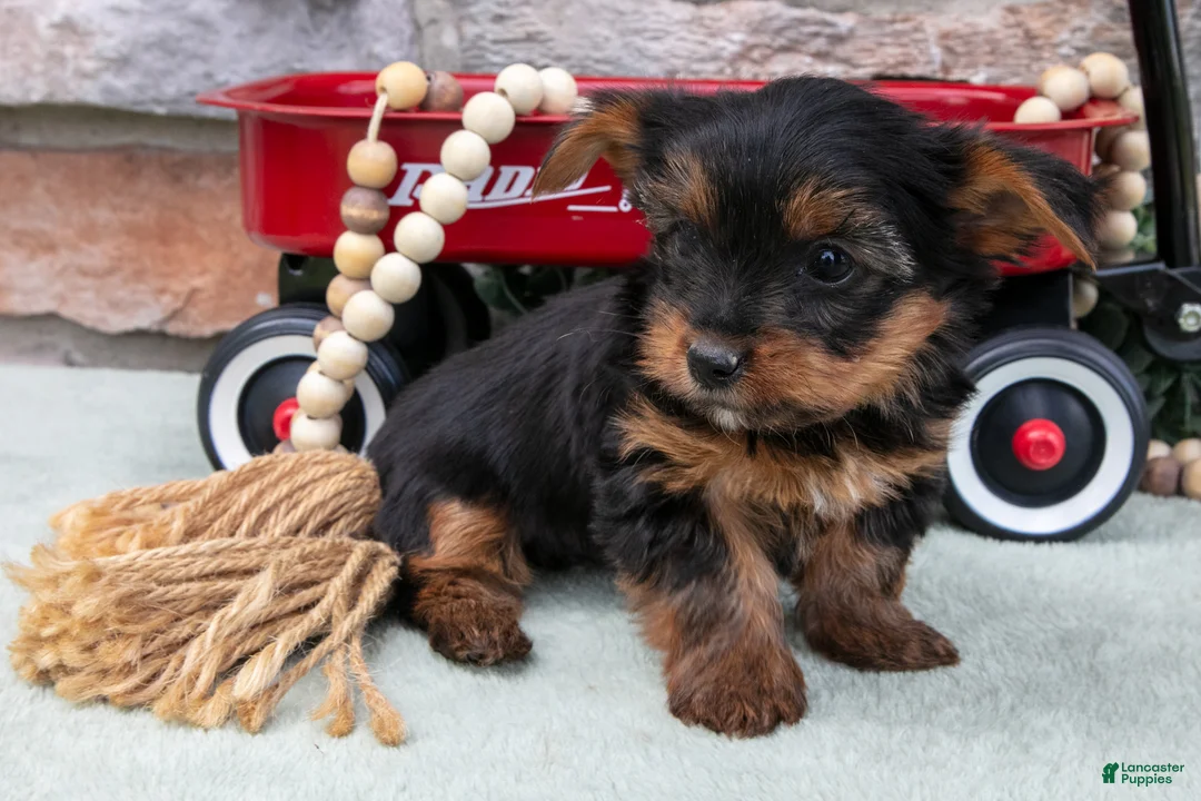 Yorkshire Terrier dogs for sale: Braxton - Ad 3