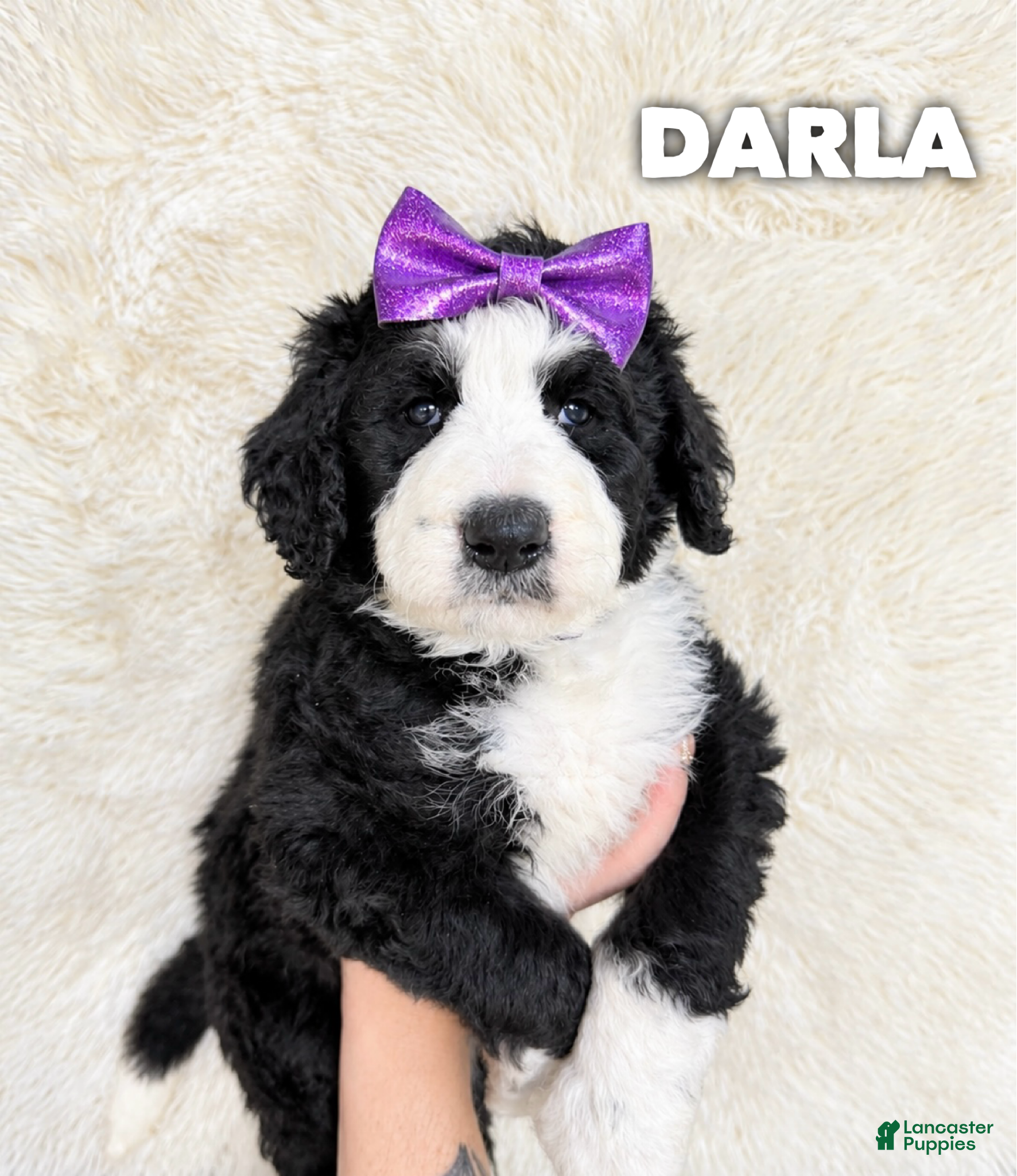 Aussiedoodle dogs for sale: Darla - standard f1b - Ad 30