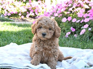 Miniature Labradoodle dogs - Ad 34
