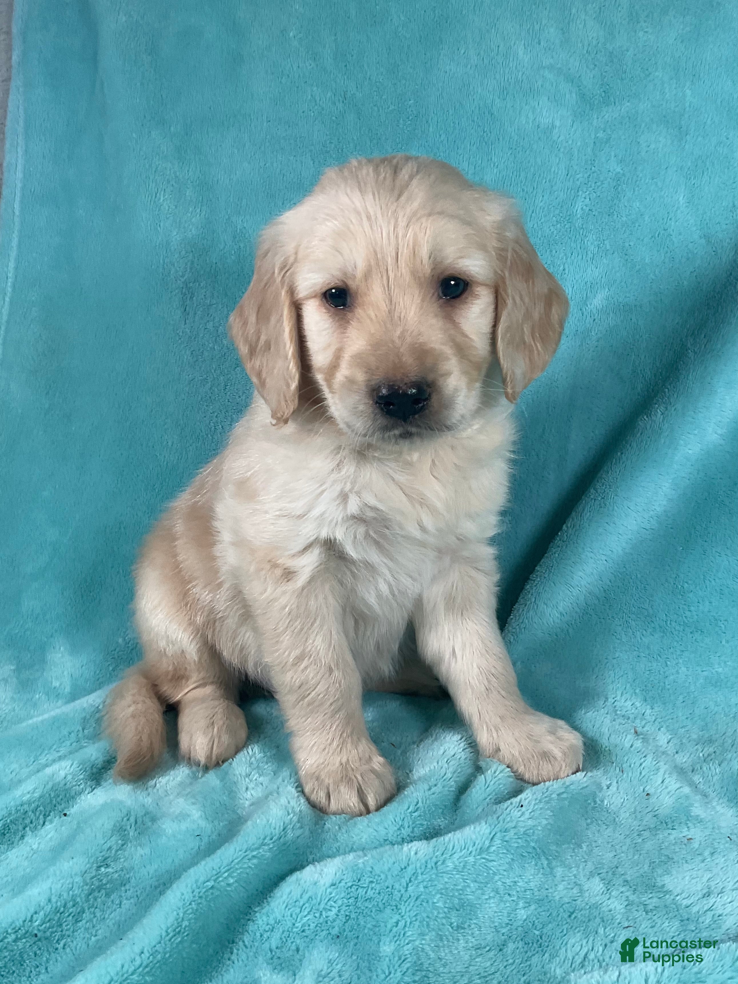 Golden Retriever dogs Winston 8246 - Ad 2