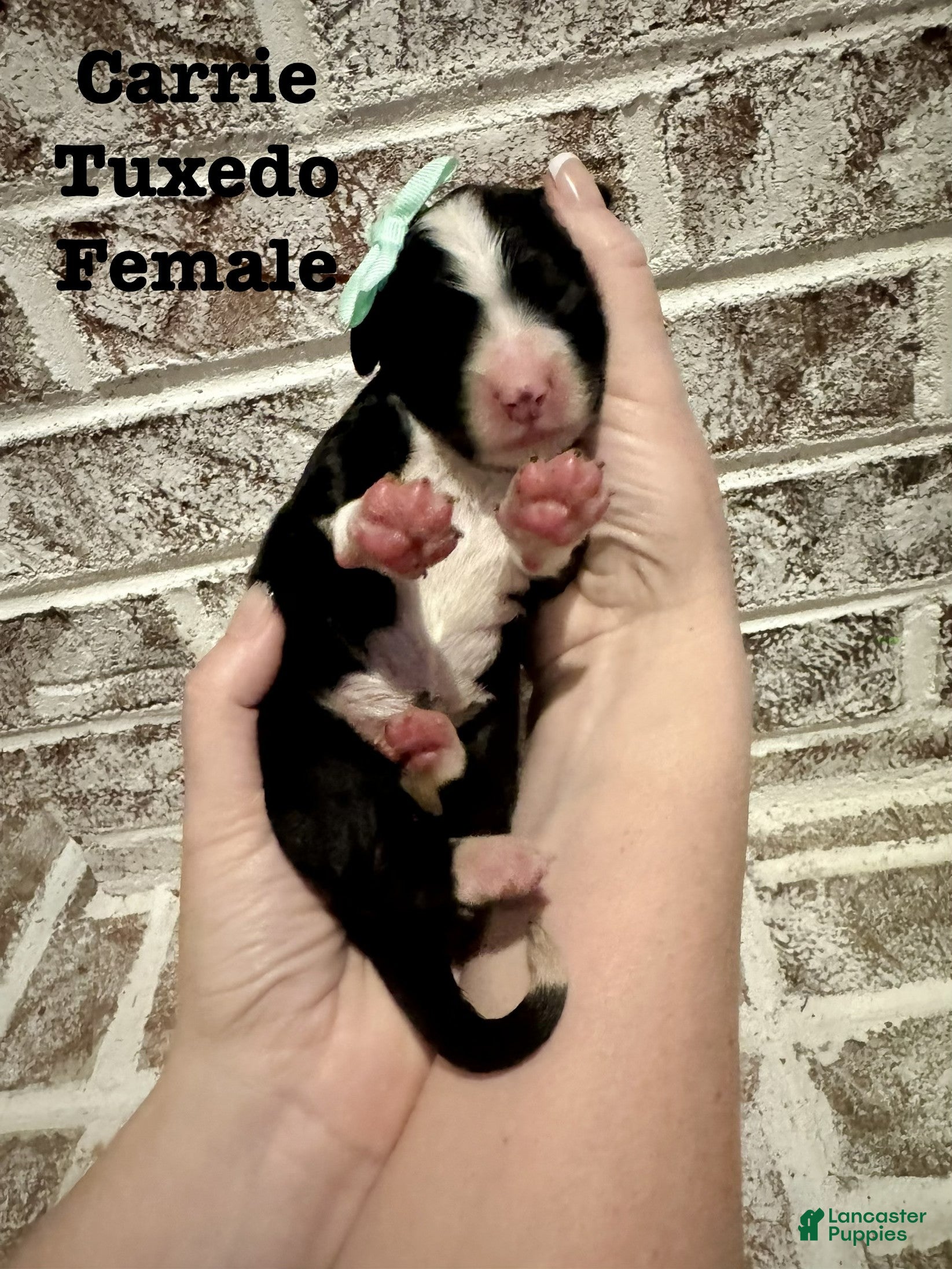 Bernedoodle dogs Carrie - Ad 13