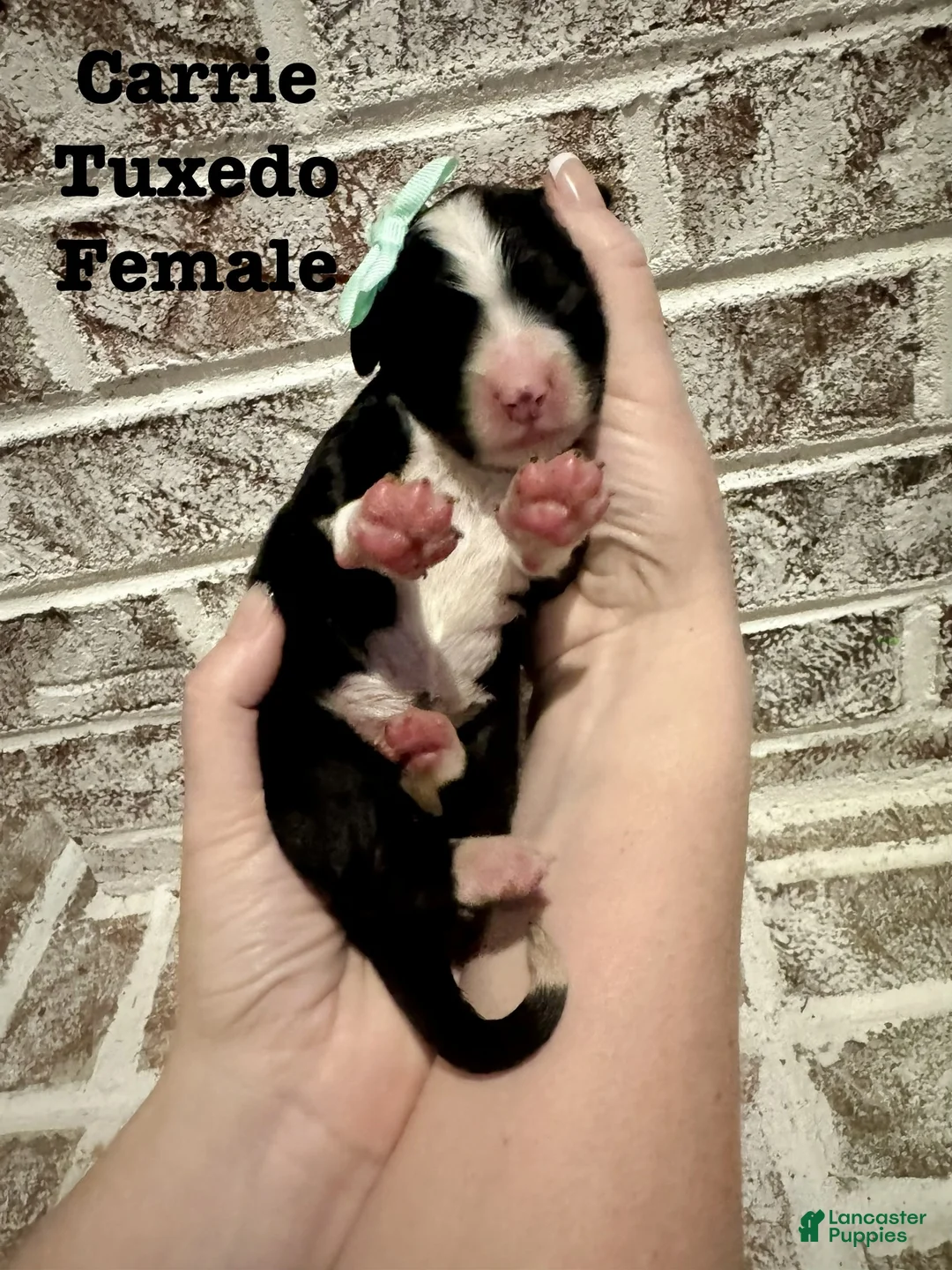 Bernedoodle dogs for sale: Carrie - Ad 1