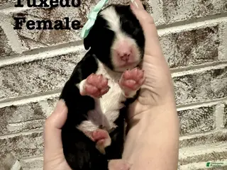 Bernedoodle dogs Carrie - Ad 13