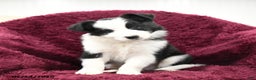 Border Collie dogs for sale: Gingko - Ad 2