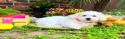 Maltipoo dogs for sale: Snow White - Ad 4