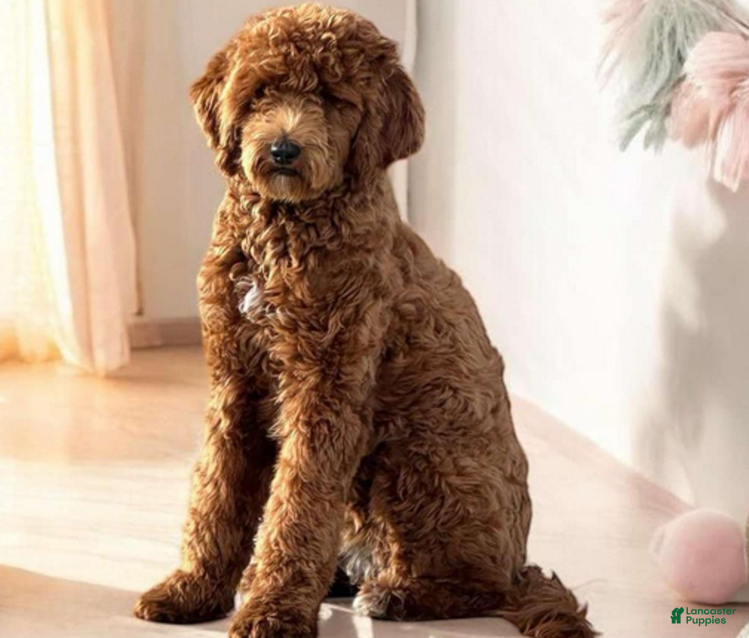 Goldendoodle dogs for sale: Blue boy - Ad 5