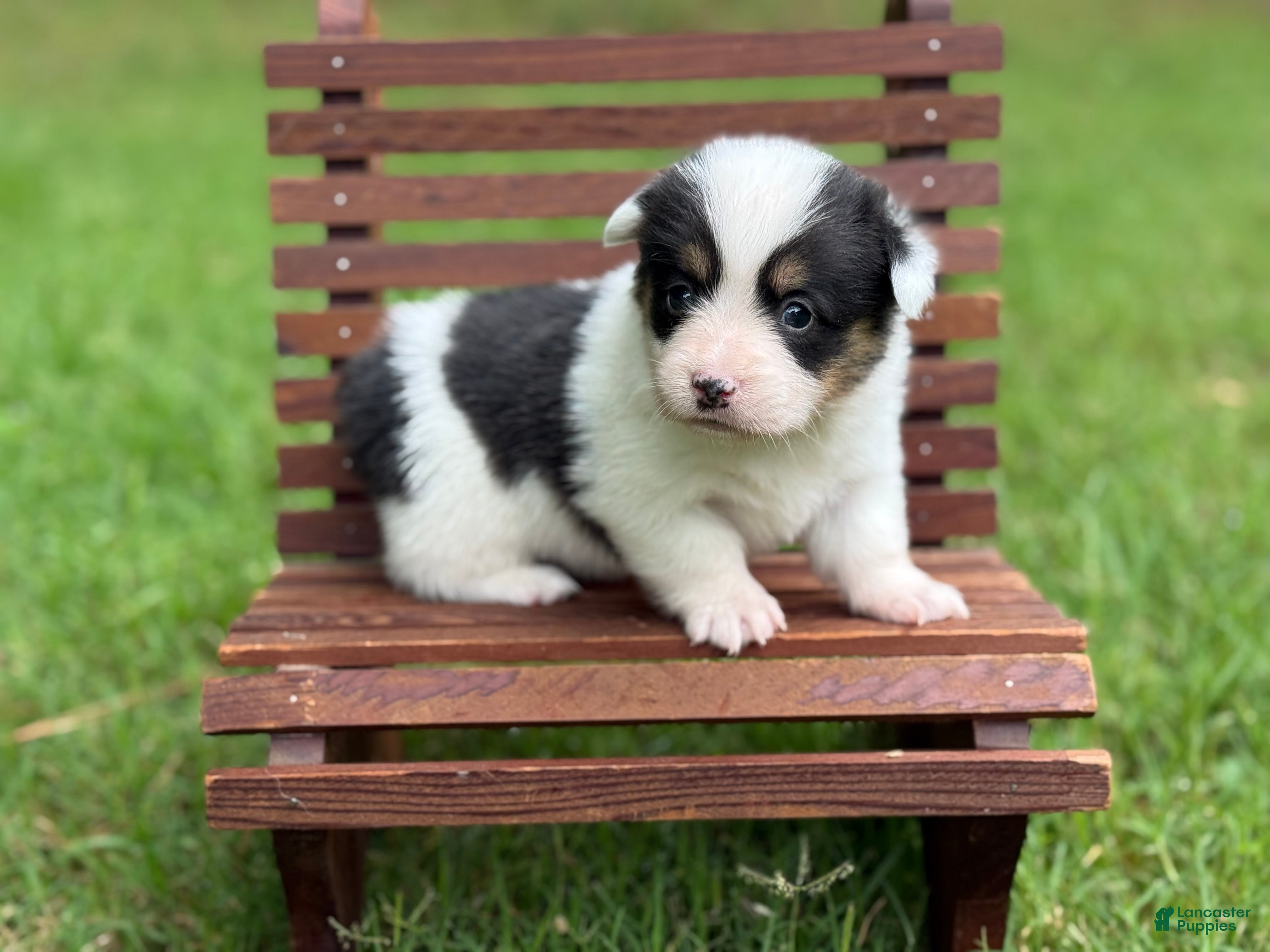 Mixed Breed dogs Mismark Girl - Ad 2