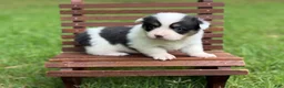 Mixed Breed dogs for sale: Mismark Girl - Ad 2