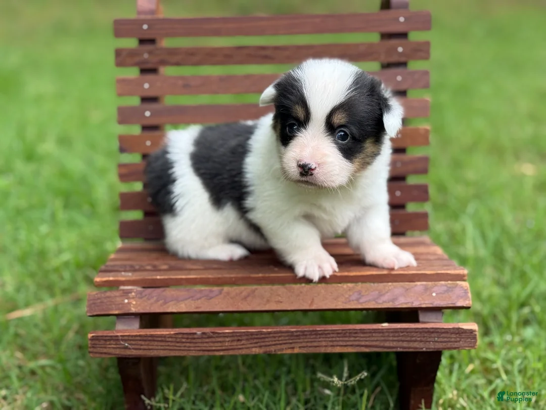 Mixed Breed dogs for sale: Mismark Girl - Ad 2