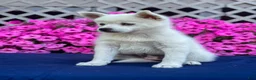 Pomsky dogs for sale: Sierra  - Ad 13