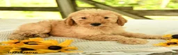 Mini Goldendoodle dogs for sale: Tressa - Ad 7
