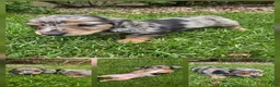 Dachshund dogs for sale: Dachshund Puppy 2 - Ad 1
