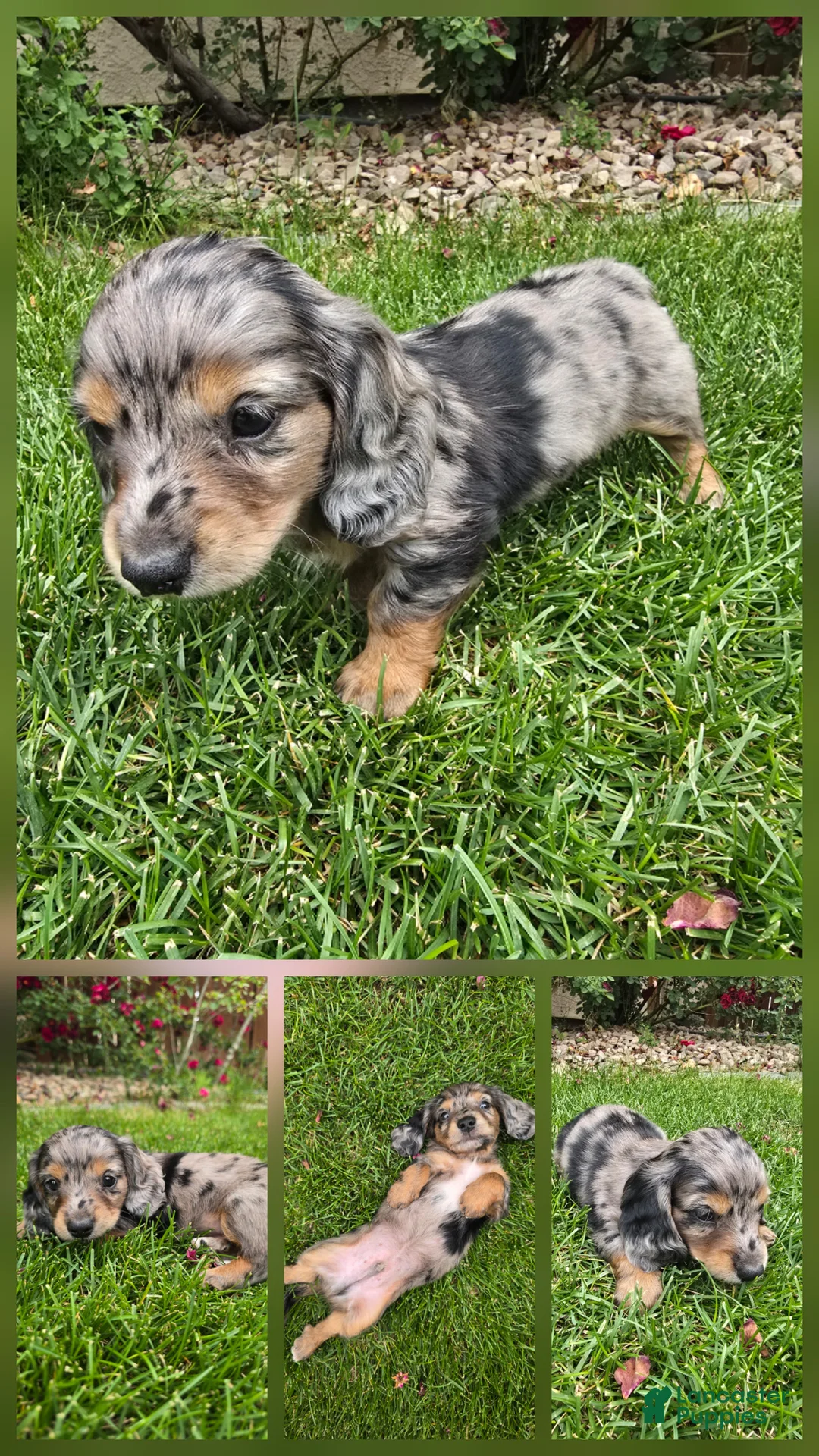 Dachshund dogs for sale: Dachshund Puppy 2 - Ad 1