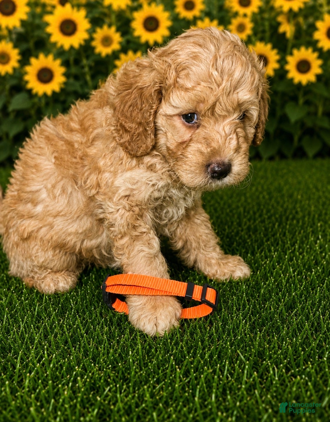 Aussiedoodle dogs Orange Collar - Ad 2