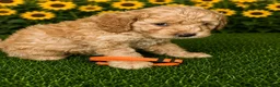 Aussiedoodle dogs for sale: Orange Collar - Ad 2