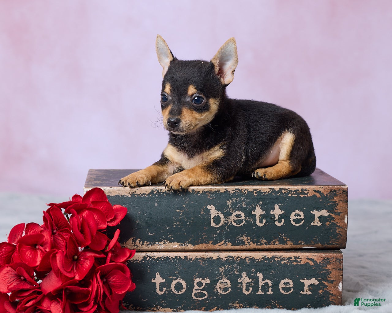 Chihuahua dogs Theo - Ad 1