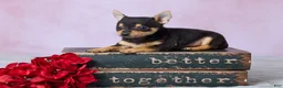Chihuahua dogs for sale: Theo - Ad 1