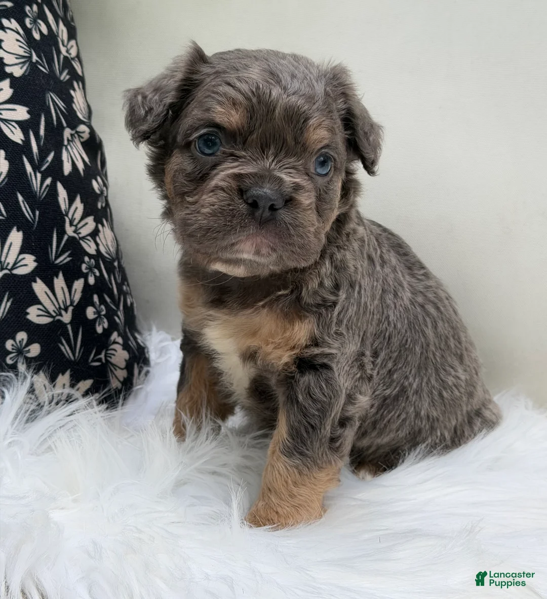 French Bulldog dogs for sale: Cash - Ad 1