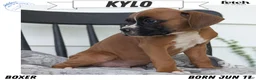 Boxer dogs for sale: Kylo - Ad 1