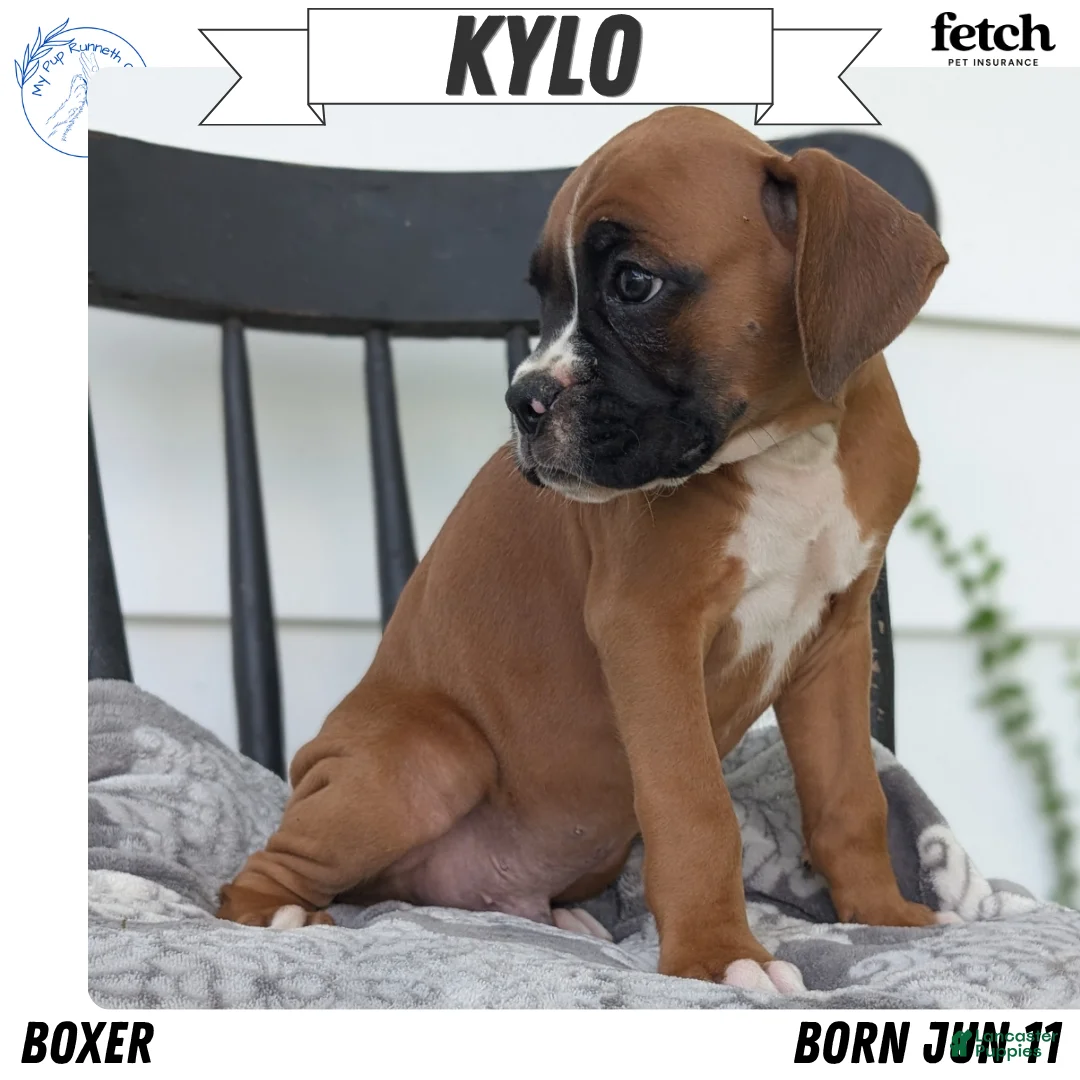 Boxer dogs for sale: Kylo - Ad 1