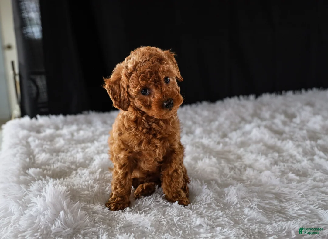 Toy Poodle dogs for sale: Bella - Ad 2