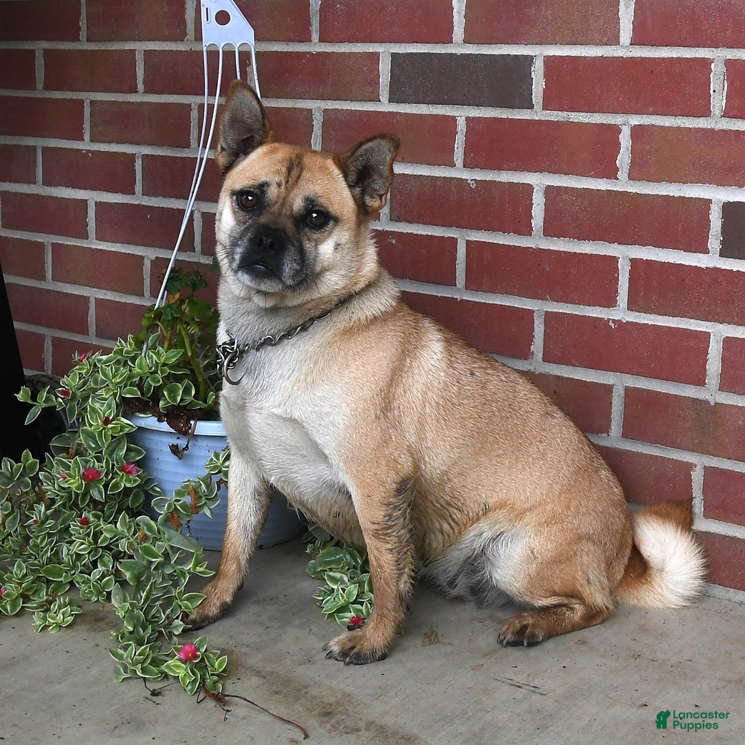 Mixed Breed dogs for sale: Adorable  Special Needs - Ad 11