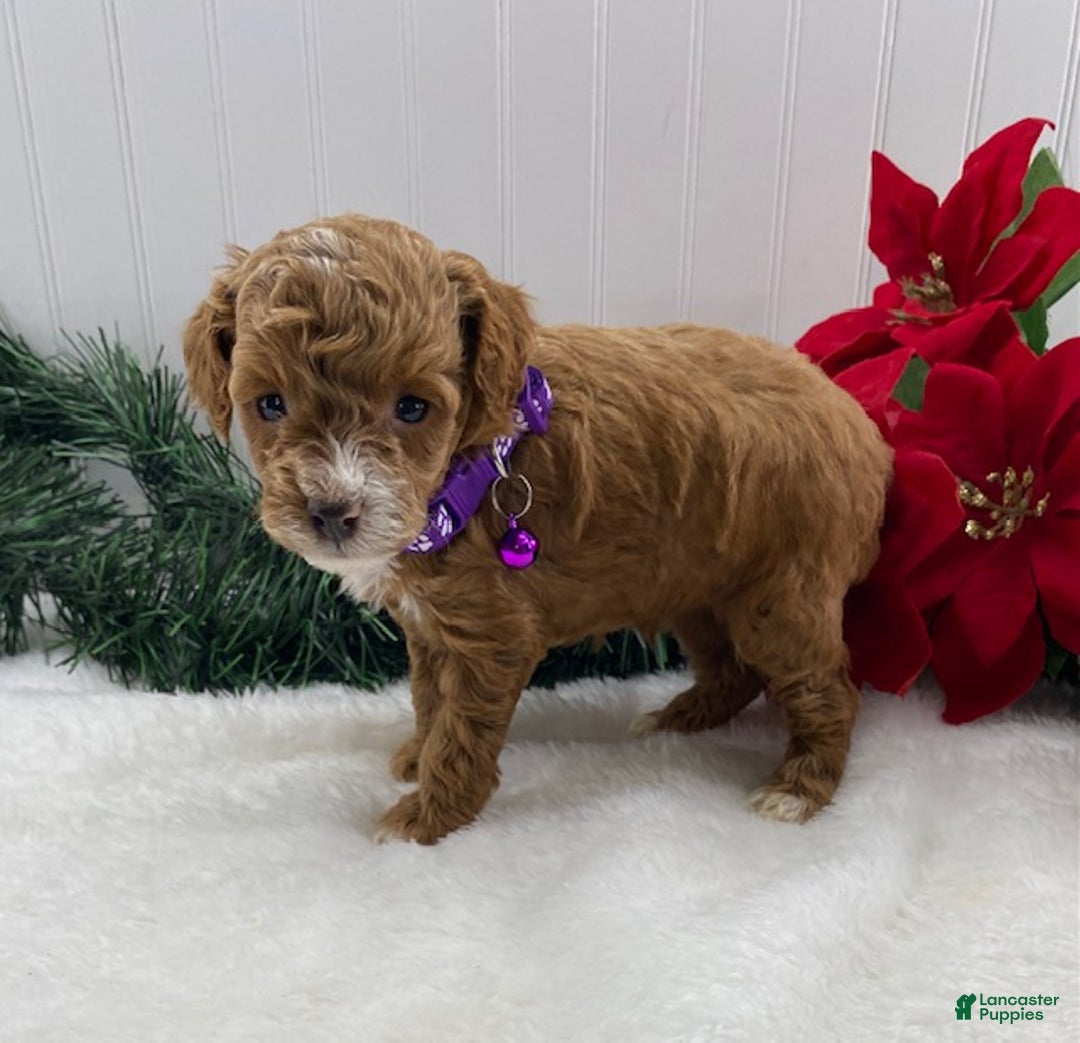 Toy Poodle dogs for sale: Tilly - Ad 6
