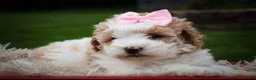 Cavachon dogs for sale: Hailey🌸 - Ad 4